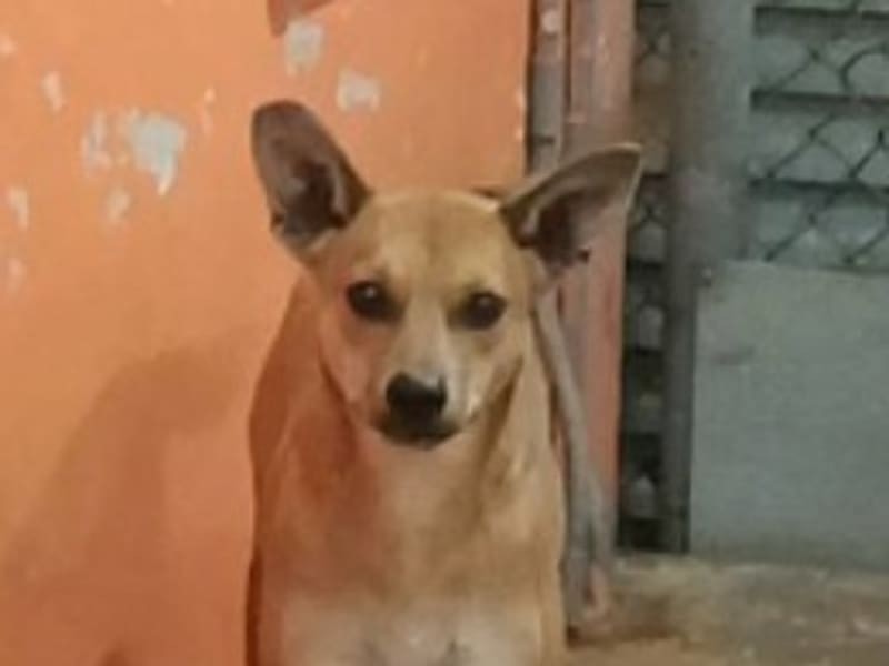 Perra mestiza hembra joven (canela), Pequeño, refugio n.º …0009. Más cerca de la cara.