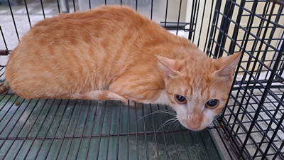 ミックス猫（オス・成猫・茶と白）、小型, 施設番号 …6001. 顔のアップです。