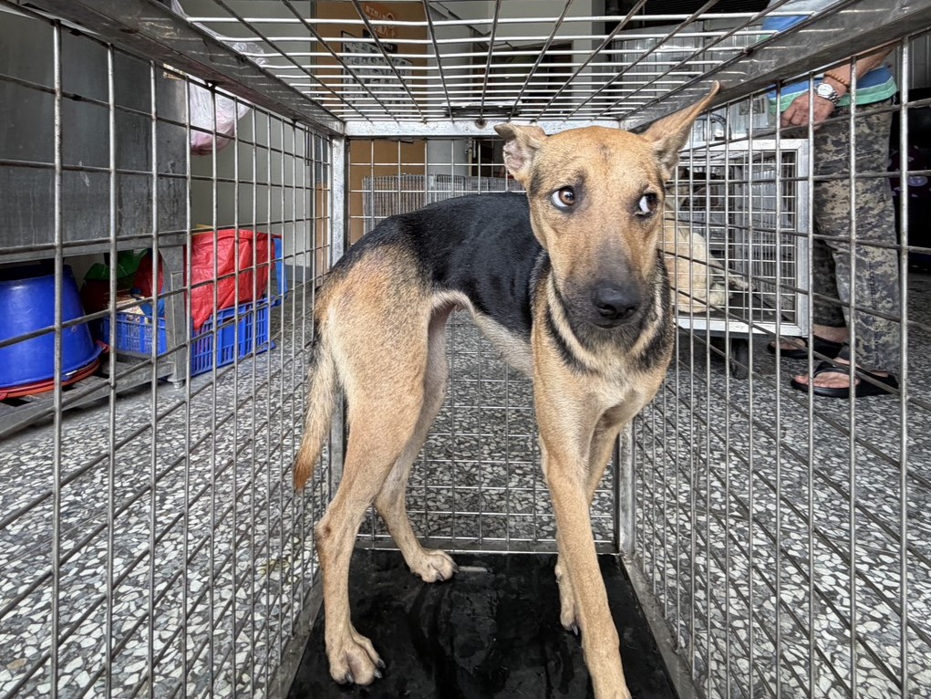 Chienne croisée femelle adulte (noir), Grand, refuge n° …3A25. Plus près du visage.