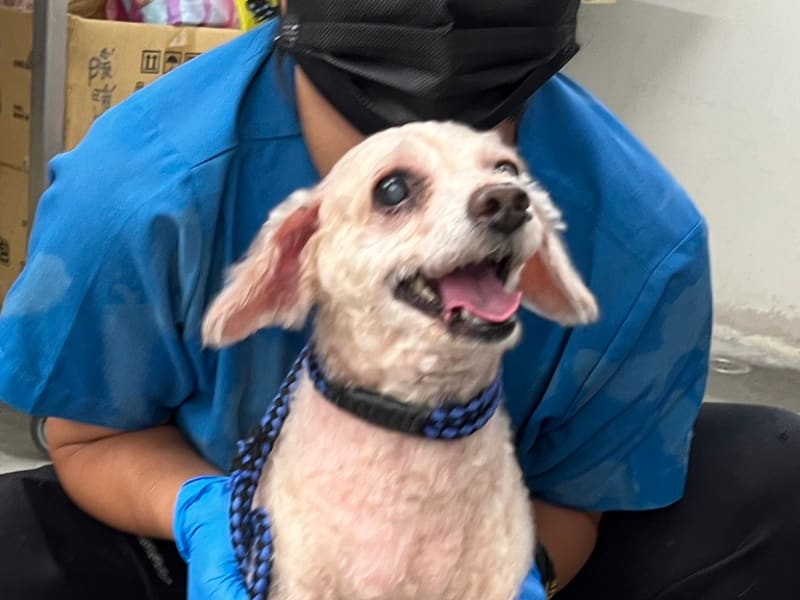 棕色成年公貴婦犬,小型, 收容编号 …2401. 脸部特写。