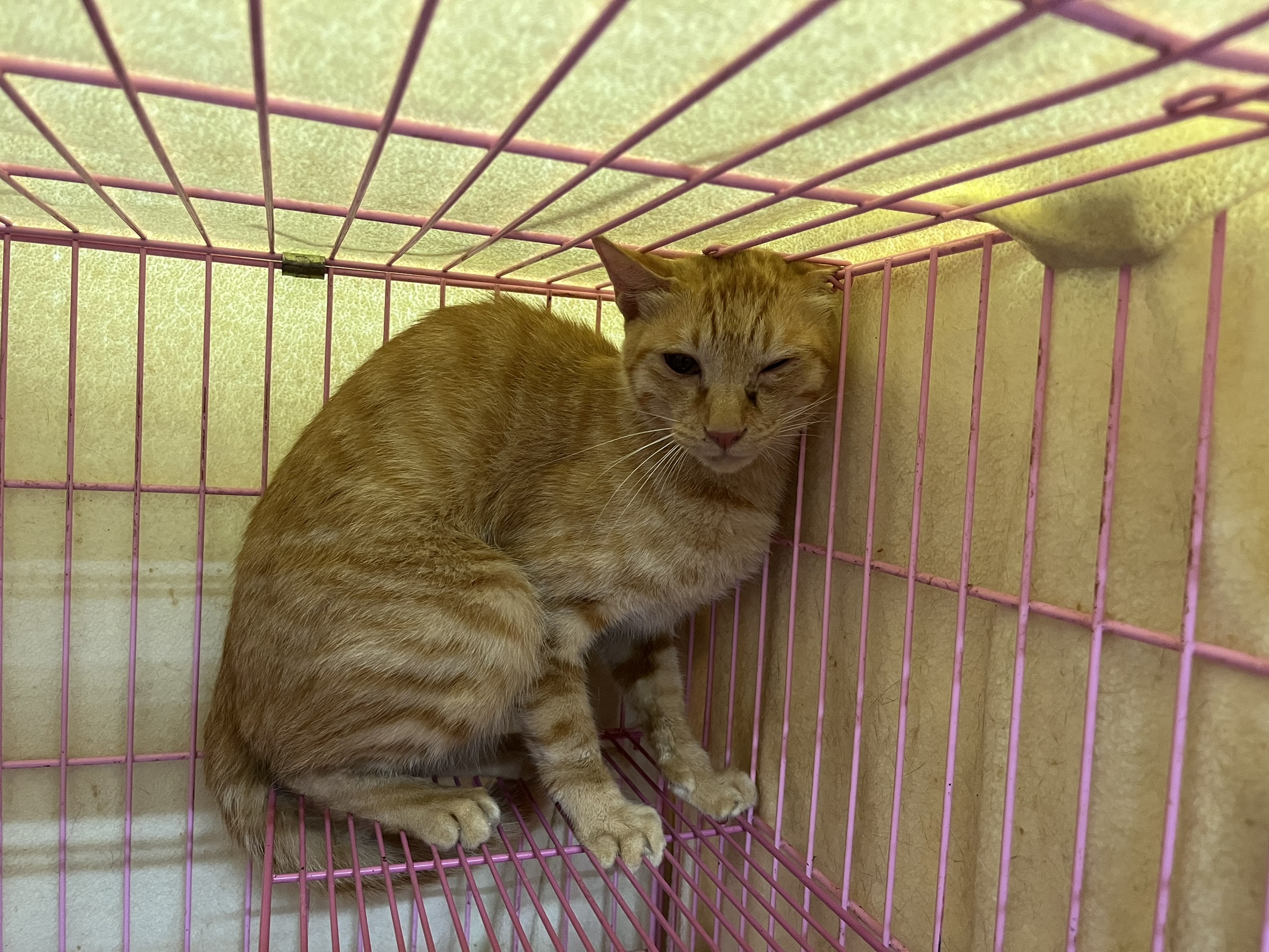 Orange tabby adult male mixed-breed cat, Medium, shelter no. …1605. Closer on the face.