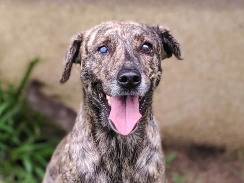 Tabby adult male mixed-breed dog, Medium, shelter no. …1003. Closer on the face.