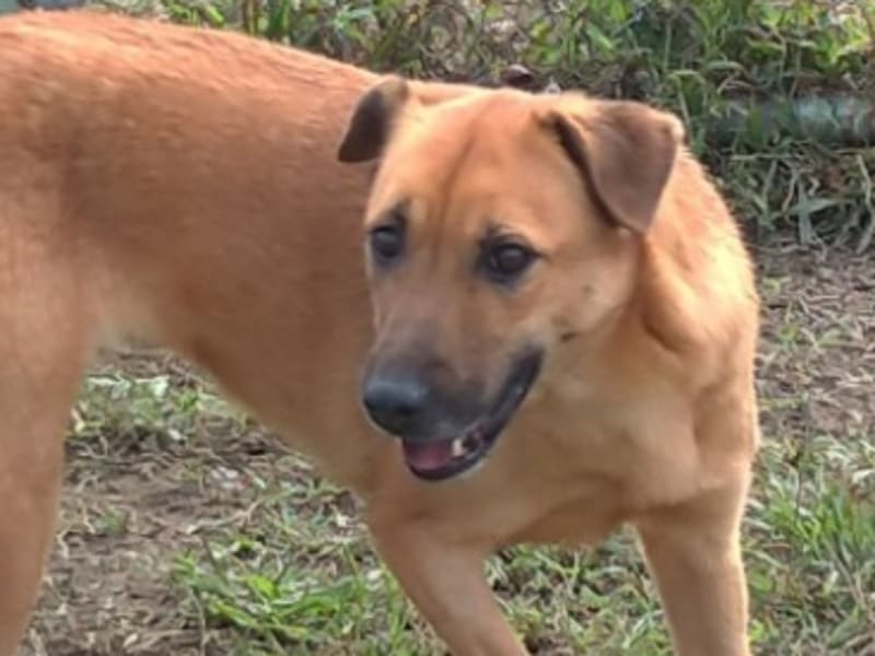 Brown adult female mixed-breed dog, Medium, shelter no. …0201. Closer on the face.