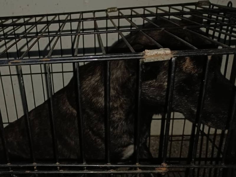 Black adult female mixed-breed dog, Large, shelter no. …016D. Closer on the face.