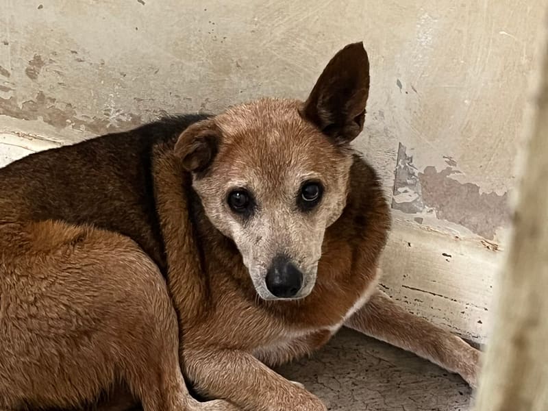 ミックス犬（メス・成犬・こげ茶）、中型, 施設番号 …2502. 顔のアップです。