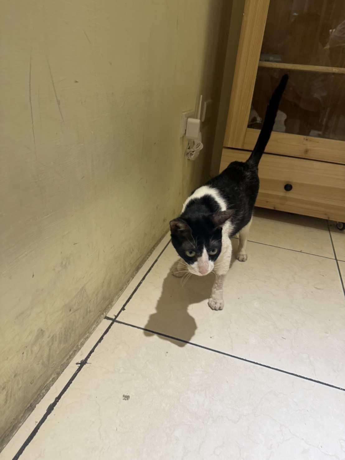 Chatte croisée femelle adulte (noir et blanc), Petit, refuge n° …4001. Plus près du visage.