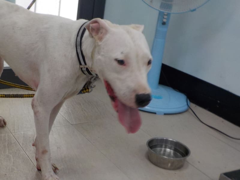 White adult female mixed-breed dog, Medium, shelter no. …6800. Closer on the face.