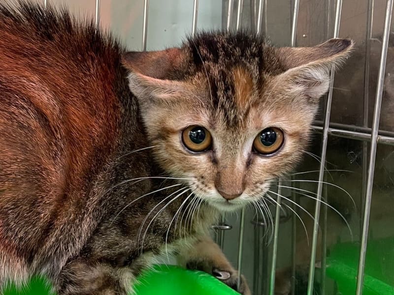 Gato mestizo macho joven (atigrado), Pequeño, refugio n.º …3004. Más cerca de la cara.