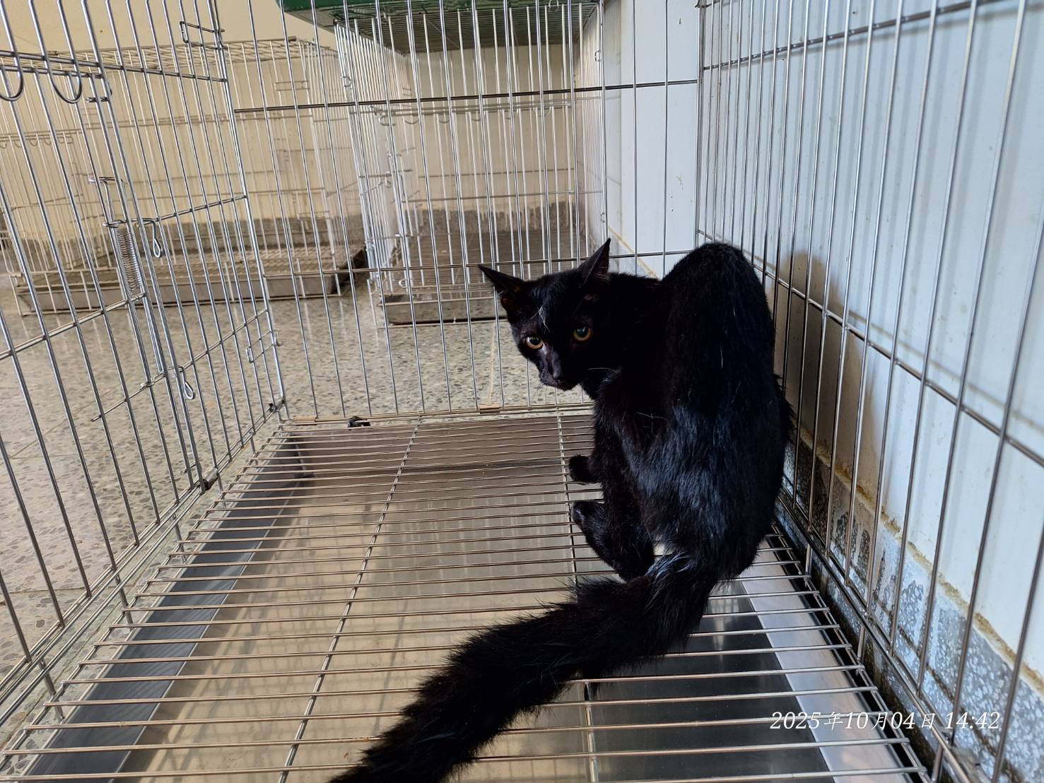 Chat croisé mâle adulte (noir), Petit, refuge n° …4001. Plus près du visage.