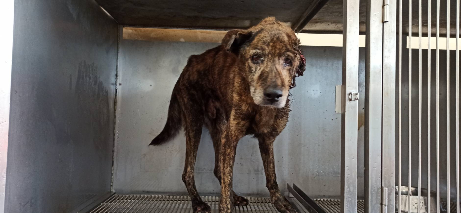 Tabby adult male mixed-breed dog, Medium, shelter no. …6D01. Closer on the face.
