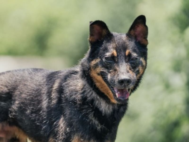 Perro mestizo macho adulto (negro y canela), Mediano, refugio n.º …7001. Más cerca de la cara.