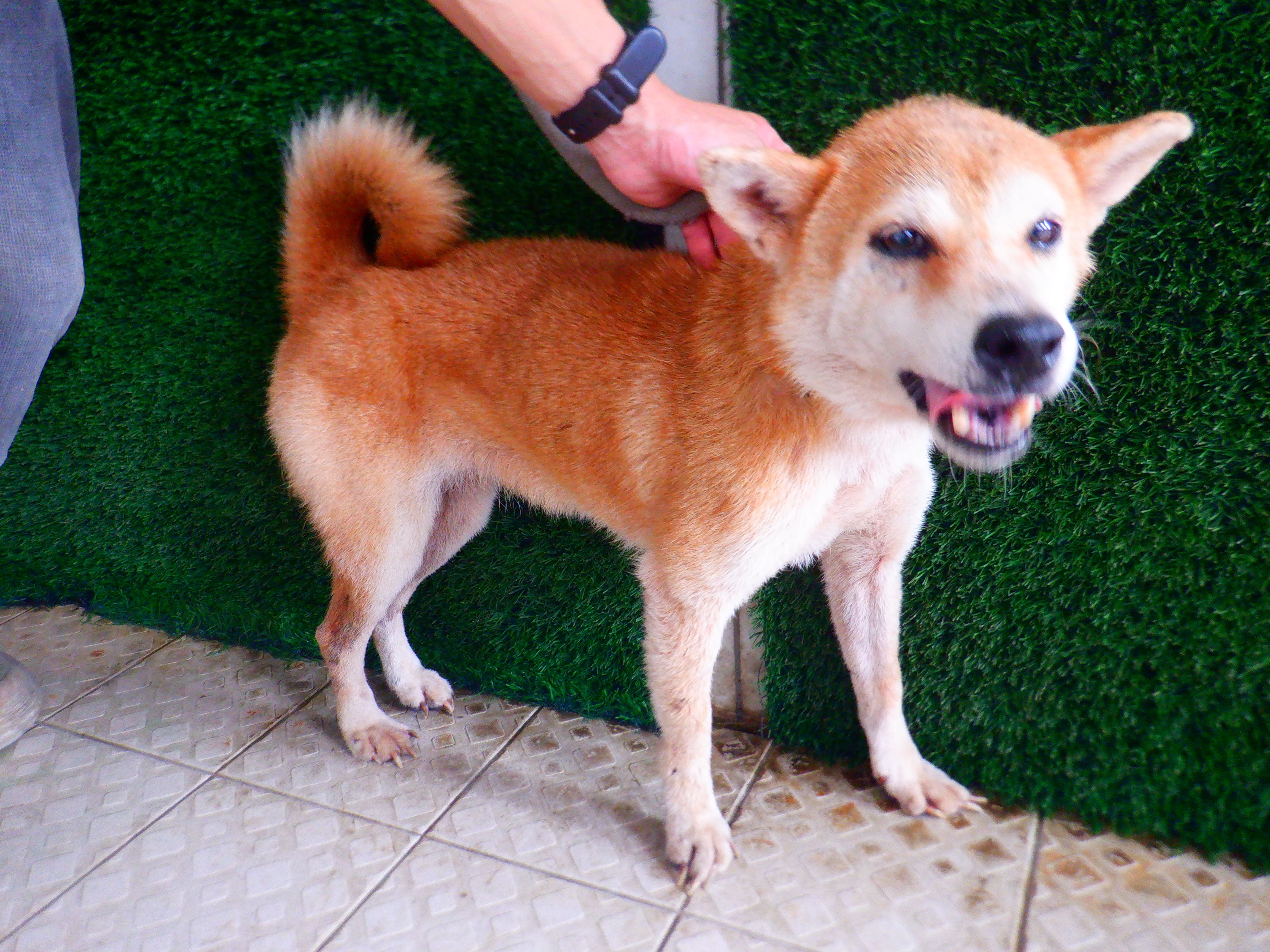 Black adult female Shiba Inu, Medium, shelter no. …8851