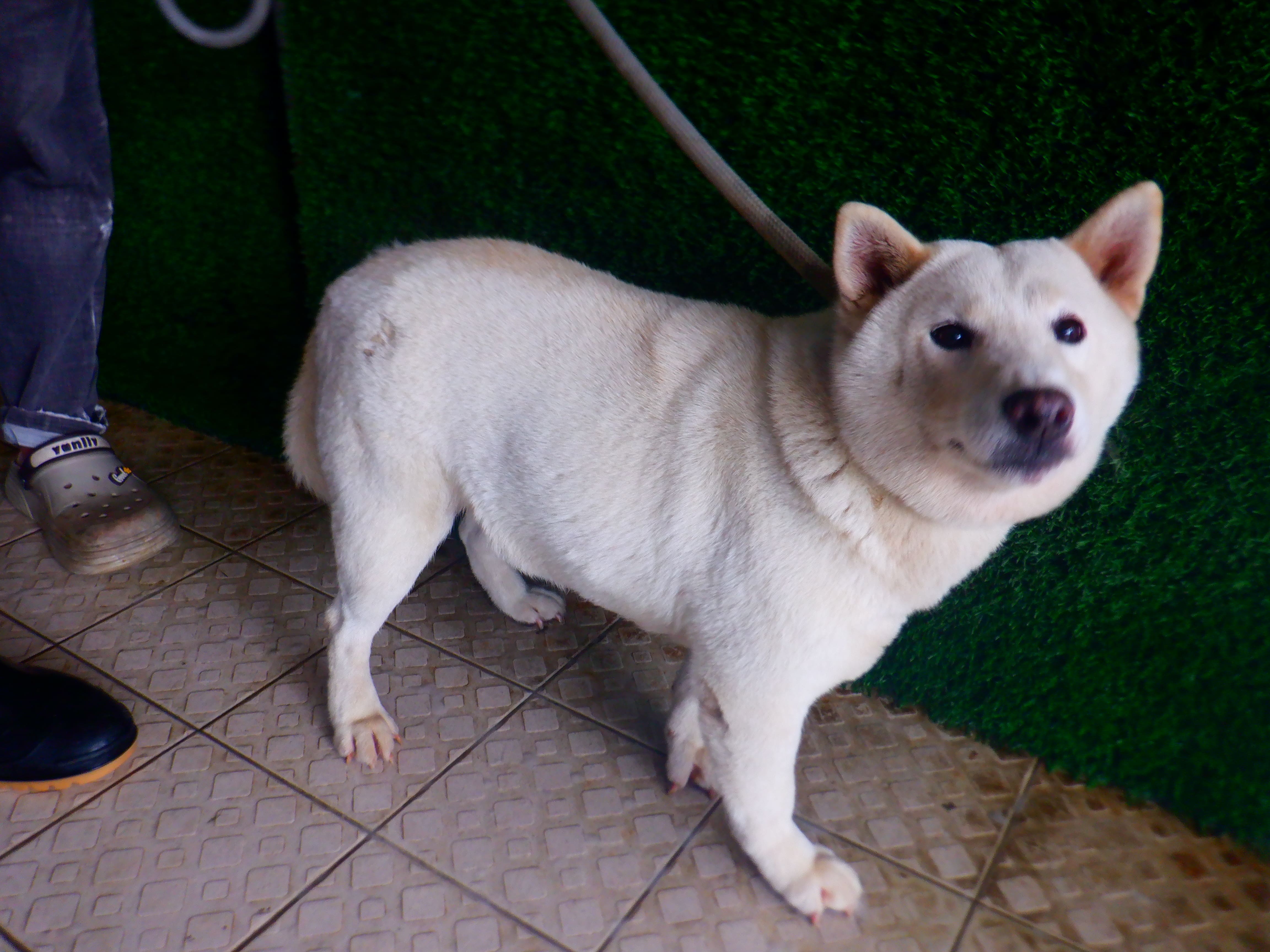 White adult female Shiba Inu, Medium, shelter no. …4585