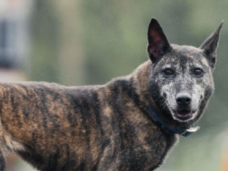 Tabby adult female mixed-breed dog, Medium, shelter no. …7001. Closer on the face.