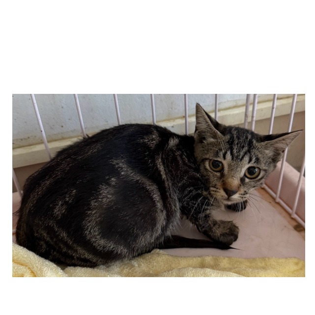 Gata mestiza hembra adulta (atigrado), Pequeño, refugio n.º …5009