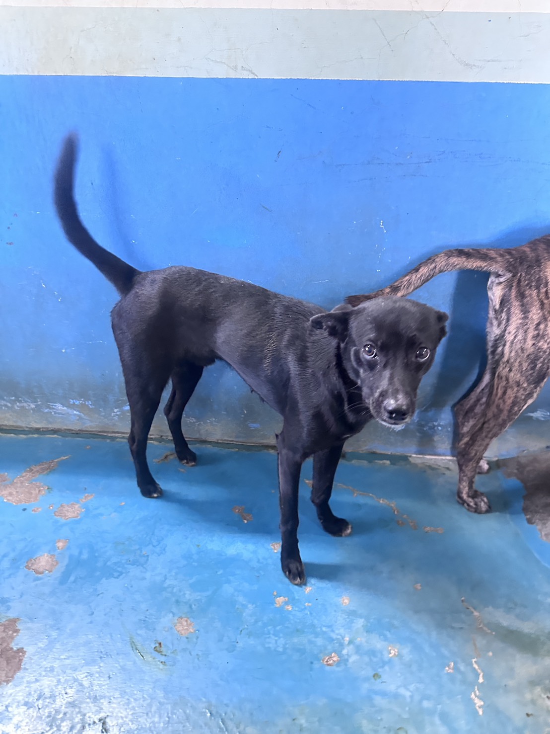 Black adult male mixed-breed dog, Large, shelter no. …7014