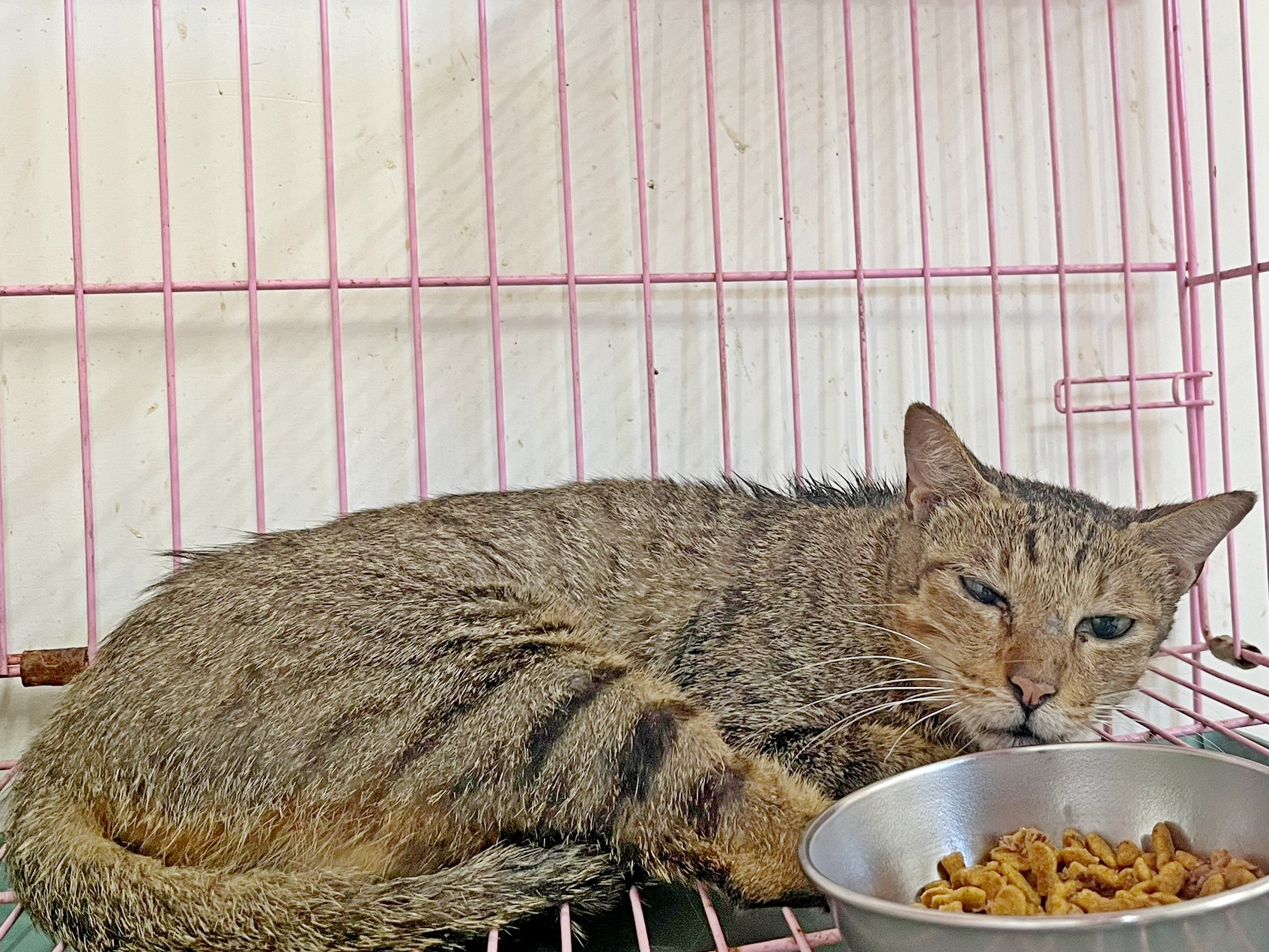 ミックス猫(メス・成猫・トラ)、中型, 施設番号 …0404