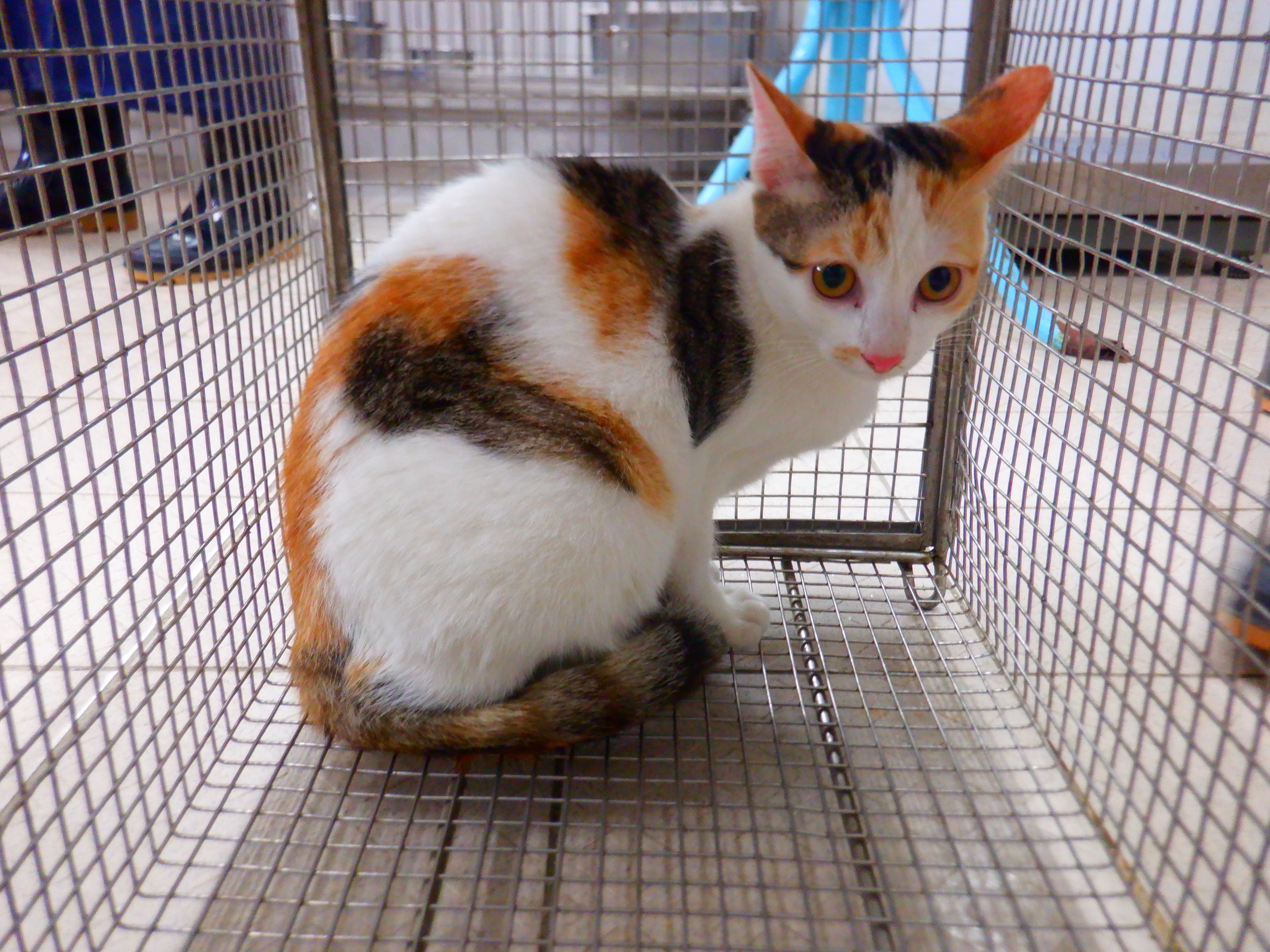 Calico adult female mixed-breed cat, Small, shelter no. …02C4