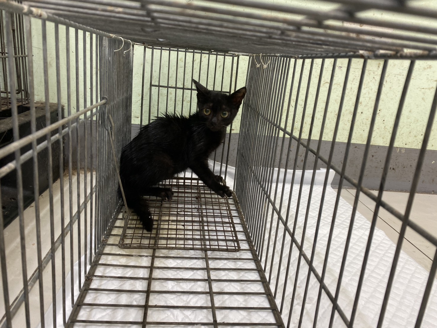 Chatte croisée femelle jeune (noir), Petit, refuge n° …3C02. Plus près du visage.
