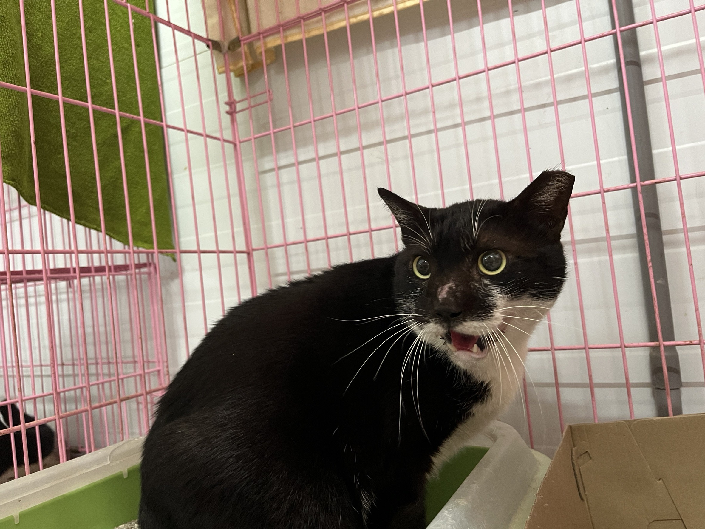 ミックス猫（オス・成猫・黒と白）、中型, 施設番号 …2301. 顔のアップです。