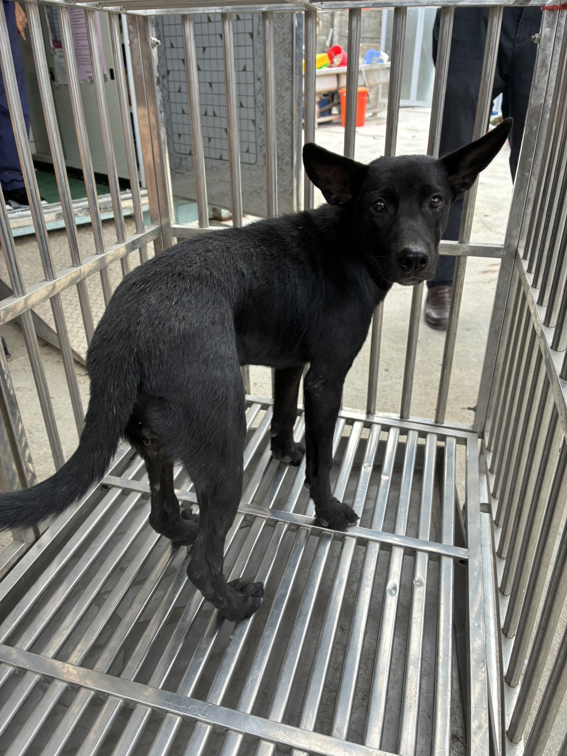 ミックス犬(オス・若い・黒)、小型, 施設番号 …4013. 顔のアップです。
