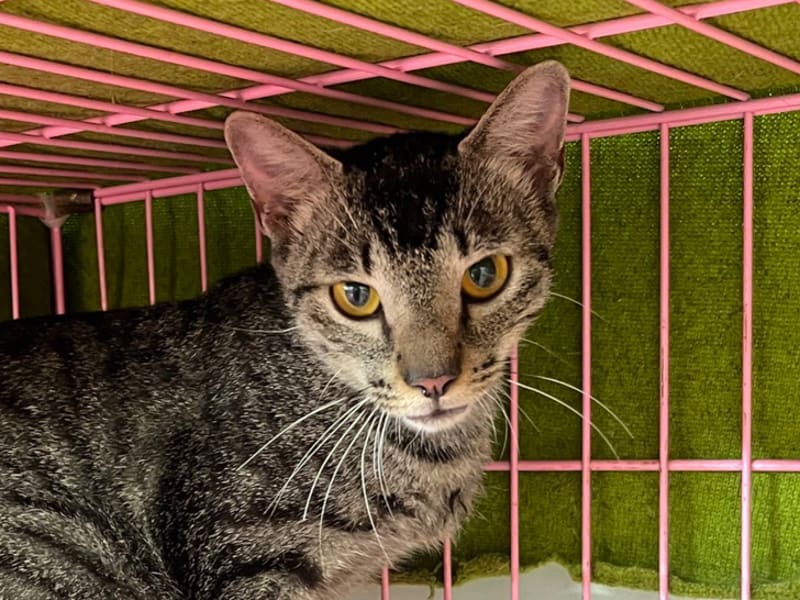 Gata mestiza hembra adulta (atigrado), Mediano, refugio n.º …2104. Más cerca de la cara.