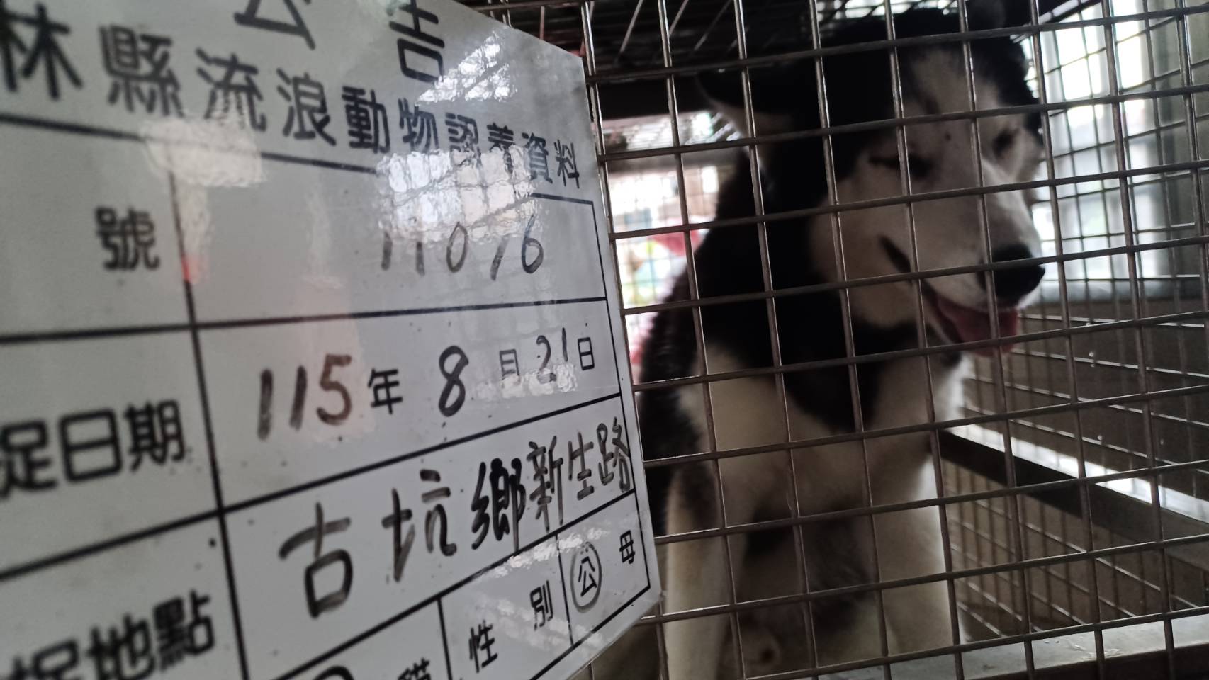 Husky siberiano macho adulto (negro y blanco), Grande, refugio n.º …076D. Más cerca de la cara.