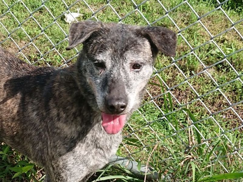 ミックス犬（オス・成犬・トラ）、中型, 施設番号 …0402. 顔のアップです。
