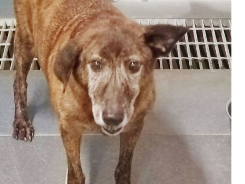 Tabby adult male mixed-breed dog, Medium, shelter no. …0702. Closer on the face.