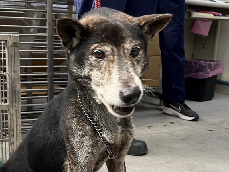 ミックス犬(オス・成犬・黒とこげ茶)、中型, 施設番号 …1104. 顔のアップです。