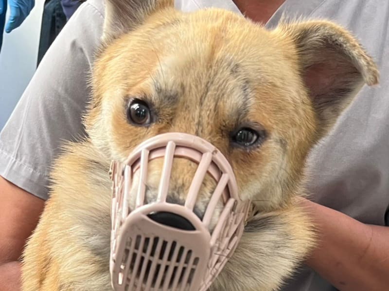 ミックス犬(オス・成犬・茶とトラ)、中型, 施設番号 …1506. 顔のアップです。