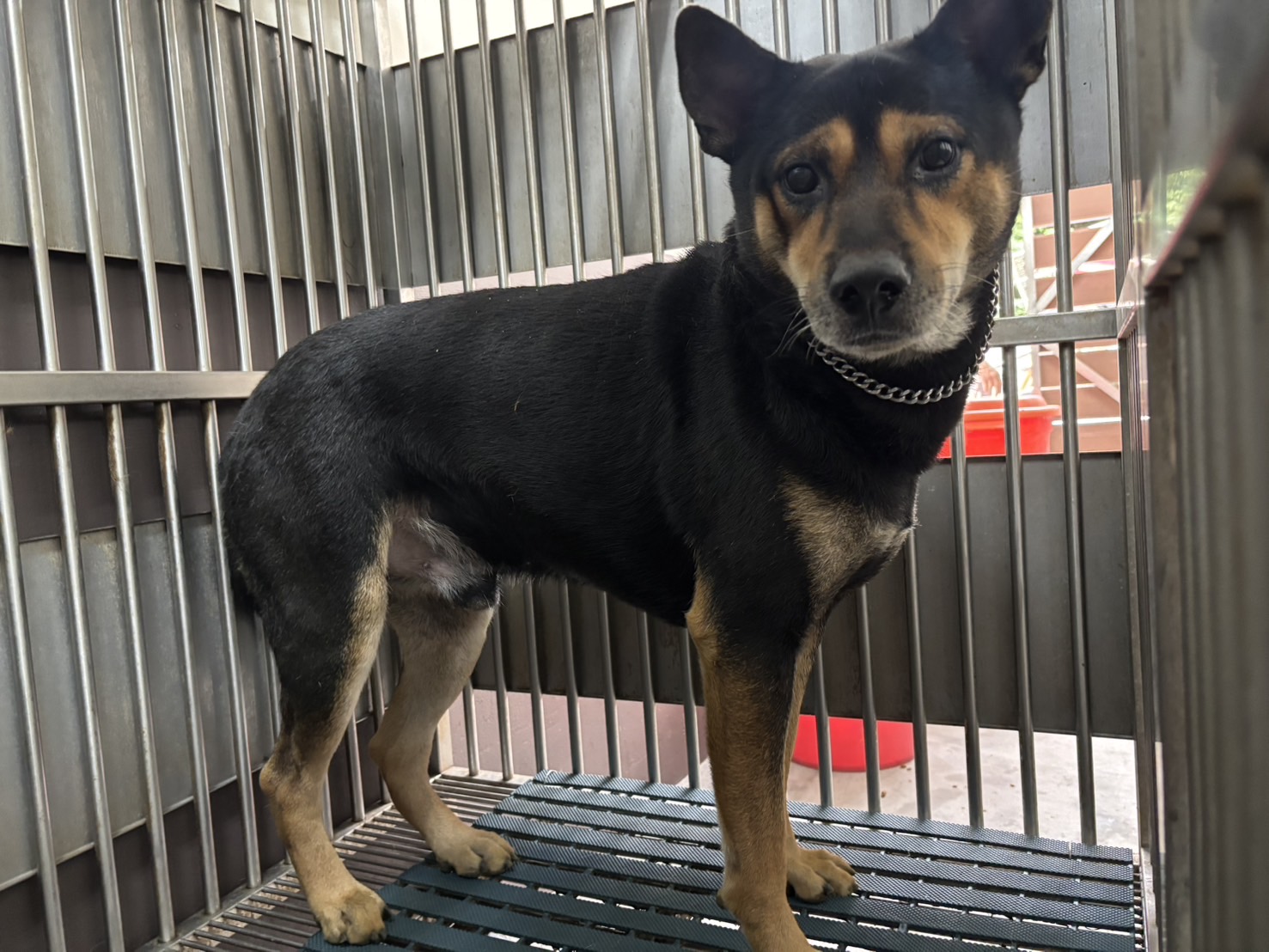 Perro mestizo macho adulto (marrón y negro), Mediano, refugio n.º …8001. Más cerca de la cara.