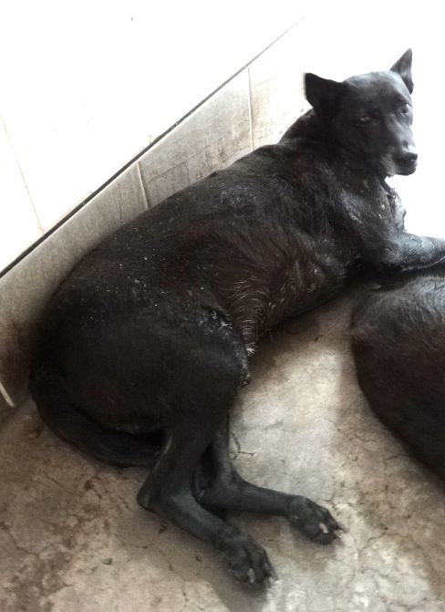 ミックス犬(オス・成犬・黒)、大型, 施設番号 …1612. 顔のアップです。