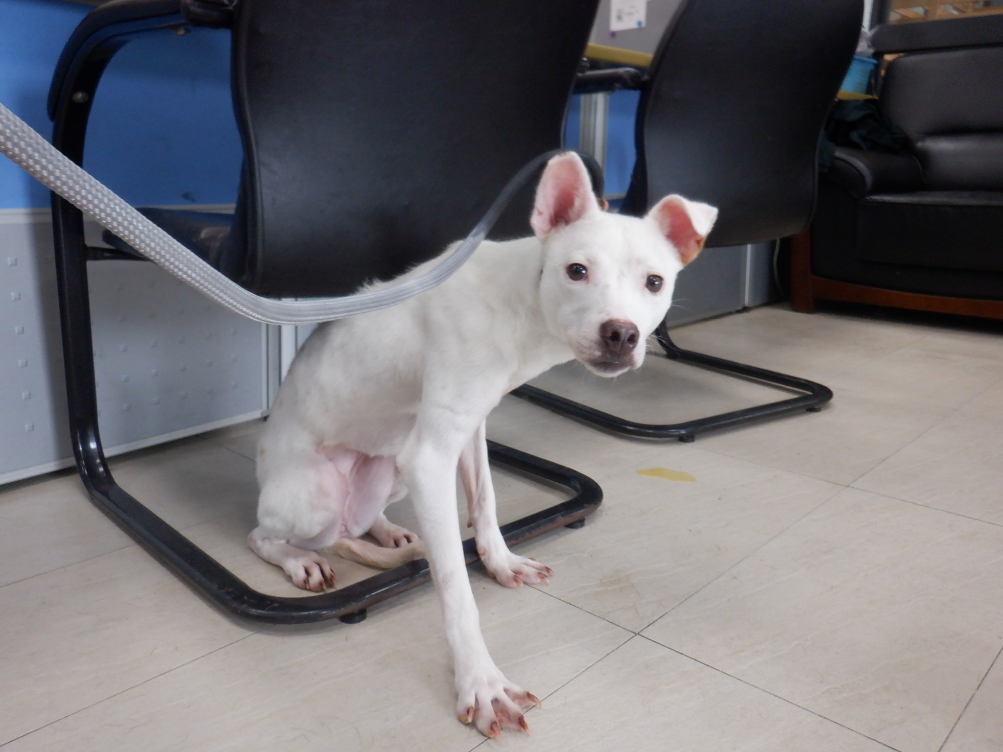 ミックス犬(メス・成犬・白)、中型, 施設番号 …8863. 顔のアップです。