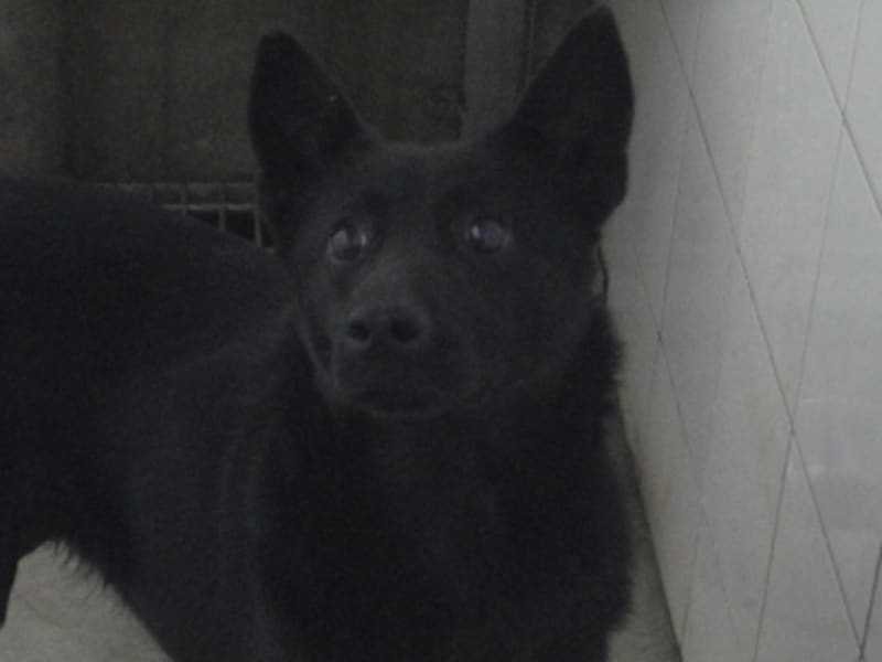 黑色成年母混種犬,中型, 收容編號 …0804. 臉部特寫。