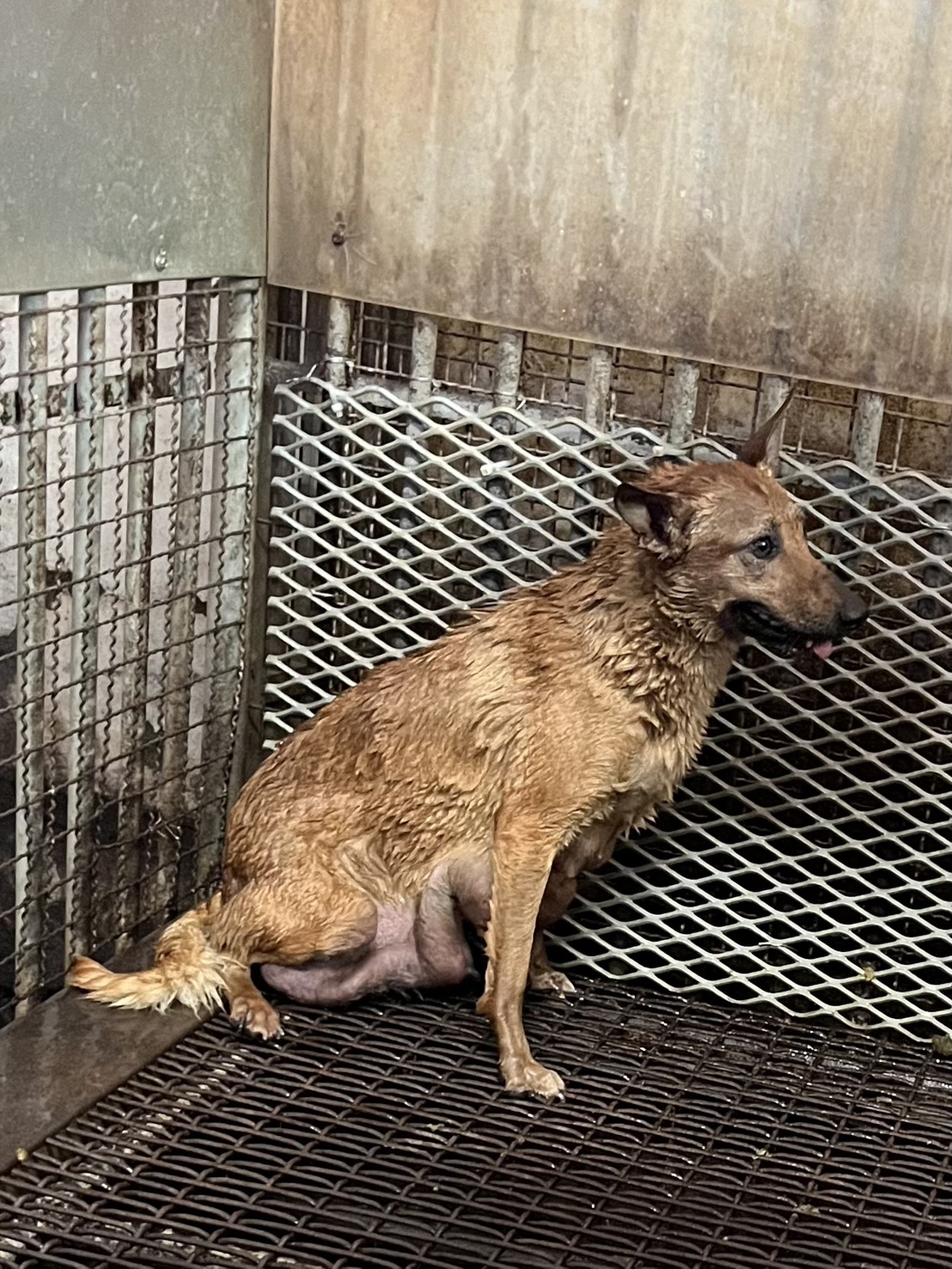 Tan adult female mixed-breed dog, Medium, shelter no. …7005. Closer on the face.