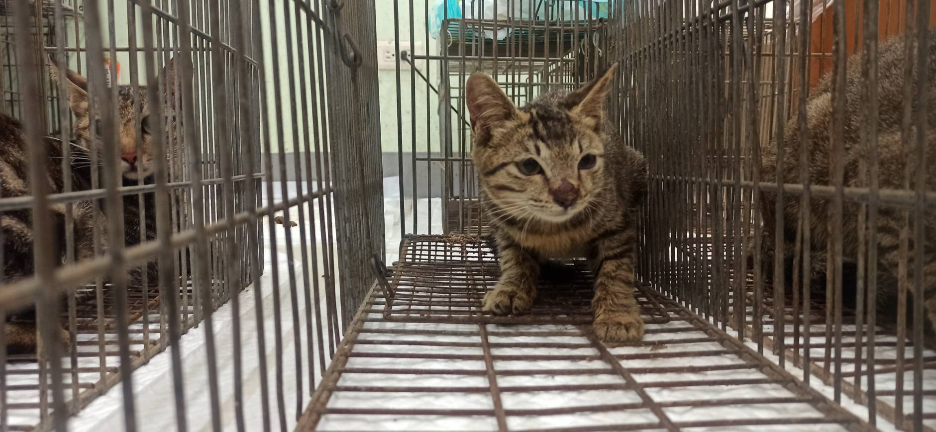 Gata mestiza hembra joven, Pequeño, refugio n.º …8C05. Más cerca de la cara.