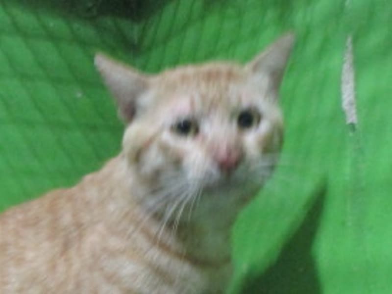 ミックス猫(オス・成猫・トラ)、大型, 施設番号 …C1-4. 顔のアップです。