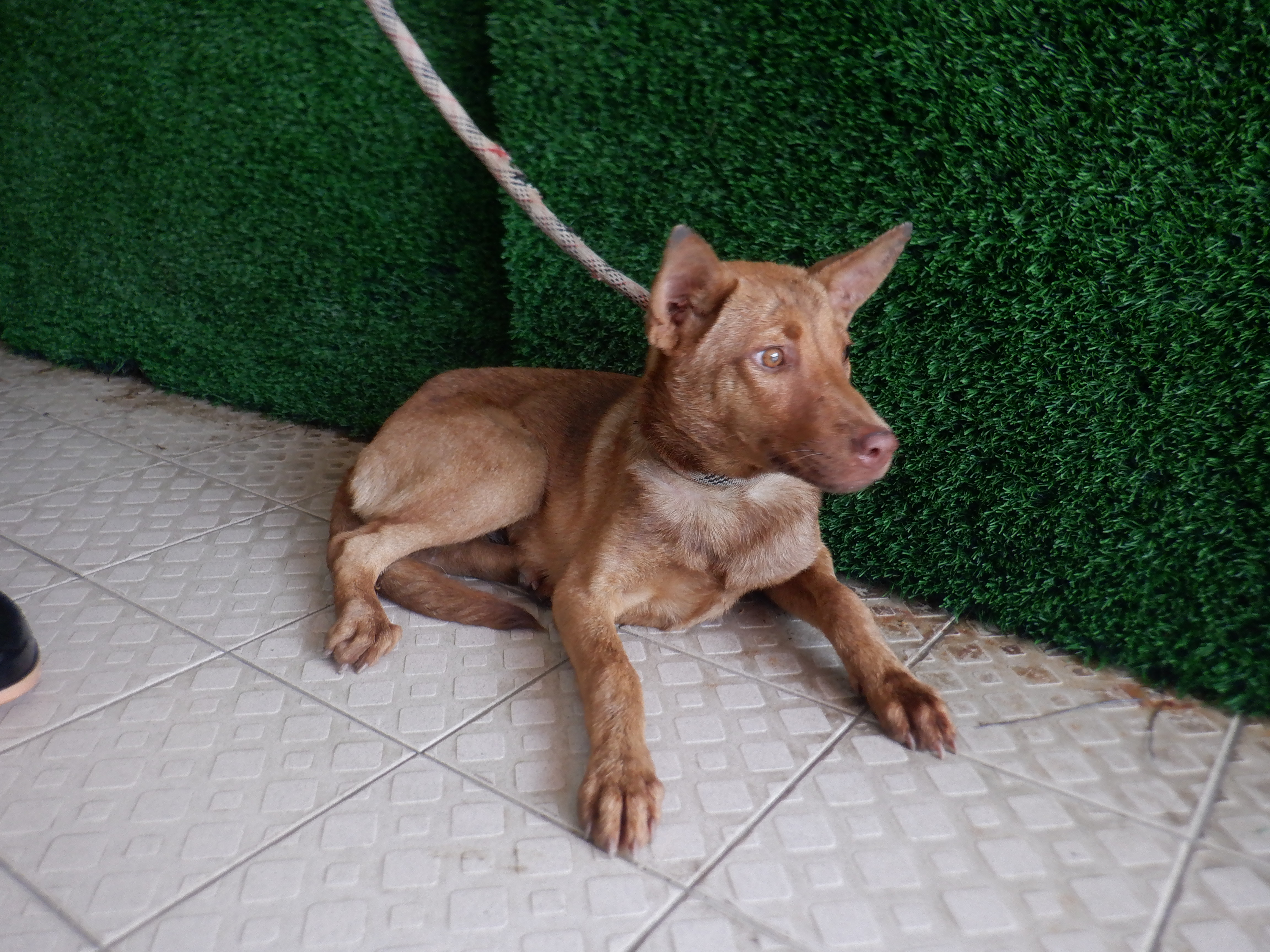 ミックス犬(メス・成犬・こげ茶)、中型, 施設番号 …6807. 顔のアップです。
