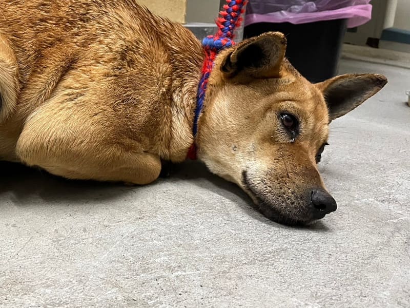 黄色成年母混种犬，中型, 收容编号 …2505. 脸部特写。