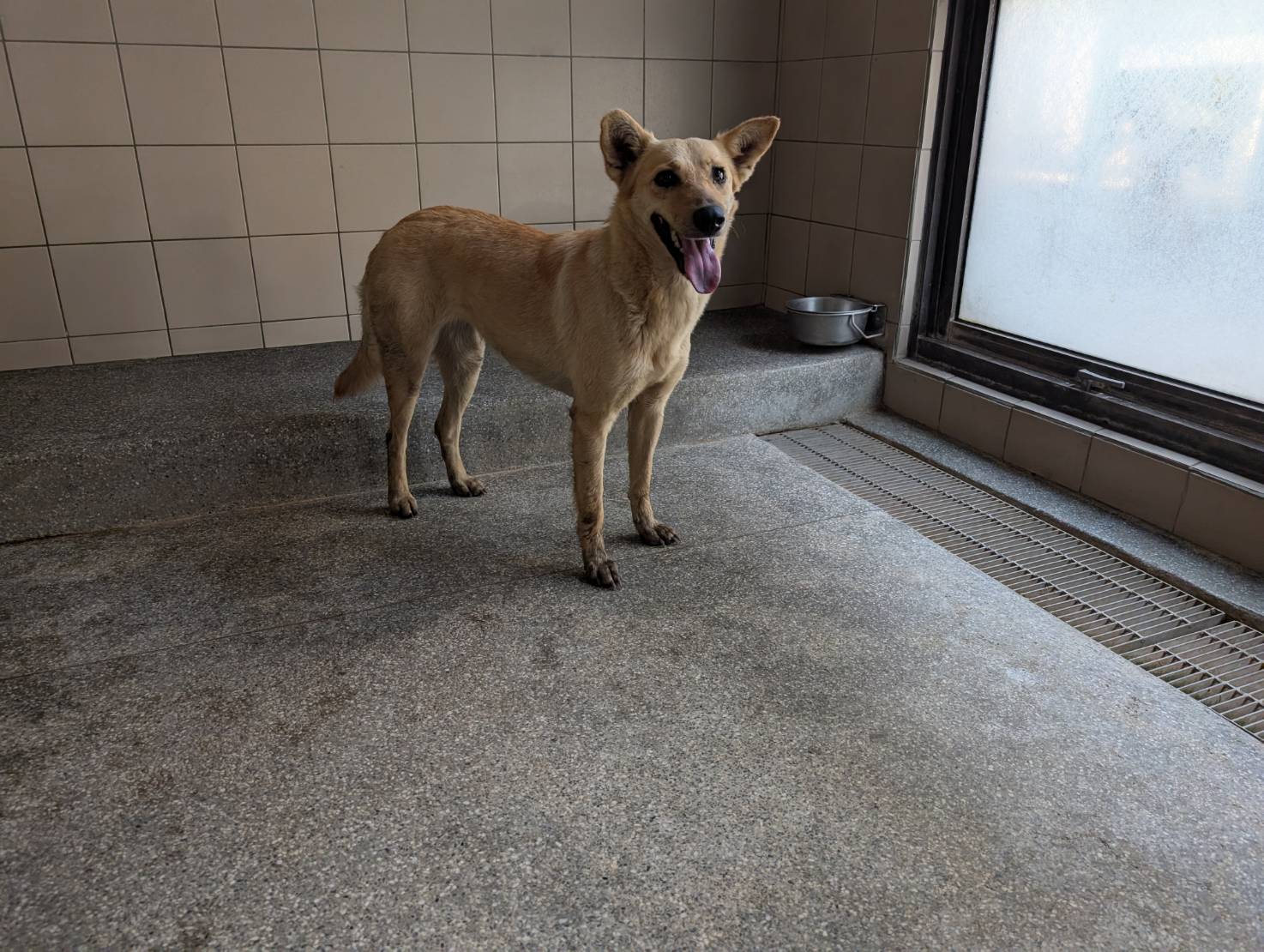 Perra mestiza hembra adulta (canela), Grande, refugio n.º …1101. Más cerca de la cara.