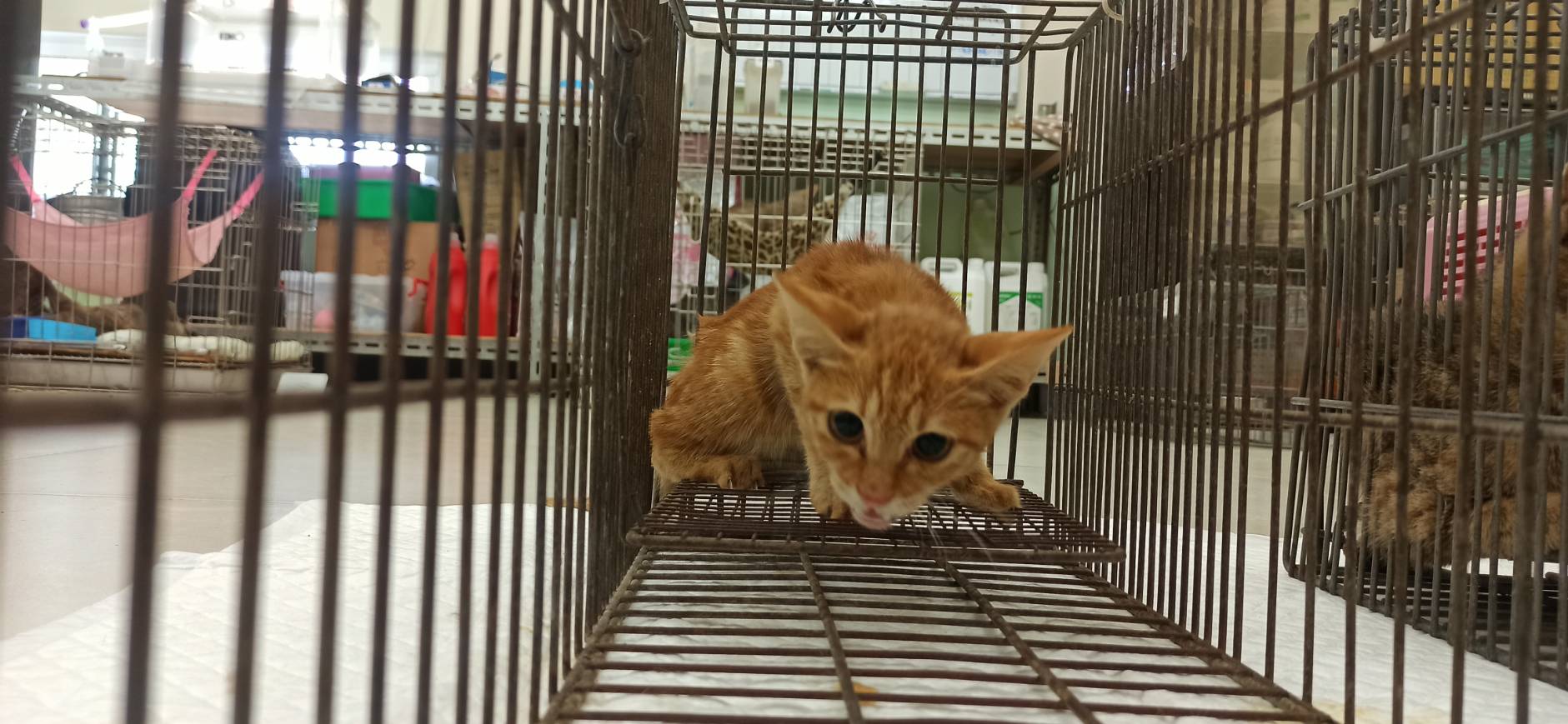 Chatte croisée femelle jeune (fauve et tigré), Petit, refuge n° …4C03. Tout l'animal.