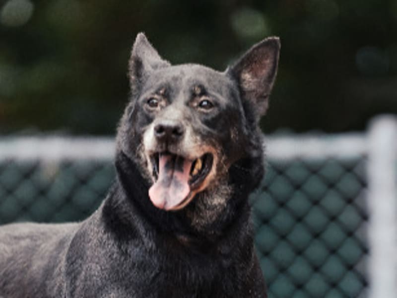 ミックス犬(オス・成犬・黒)、中型, 施設番号 …1301. 顔のアップです。
