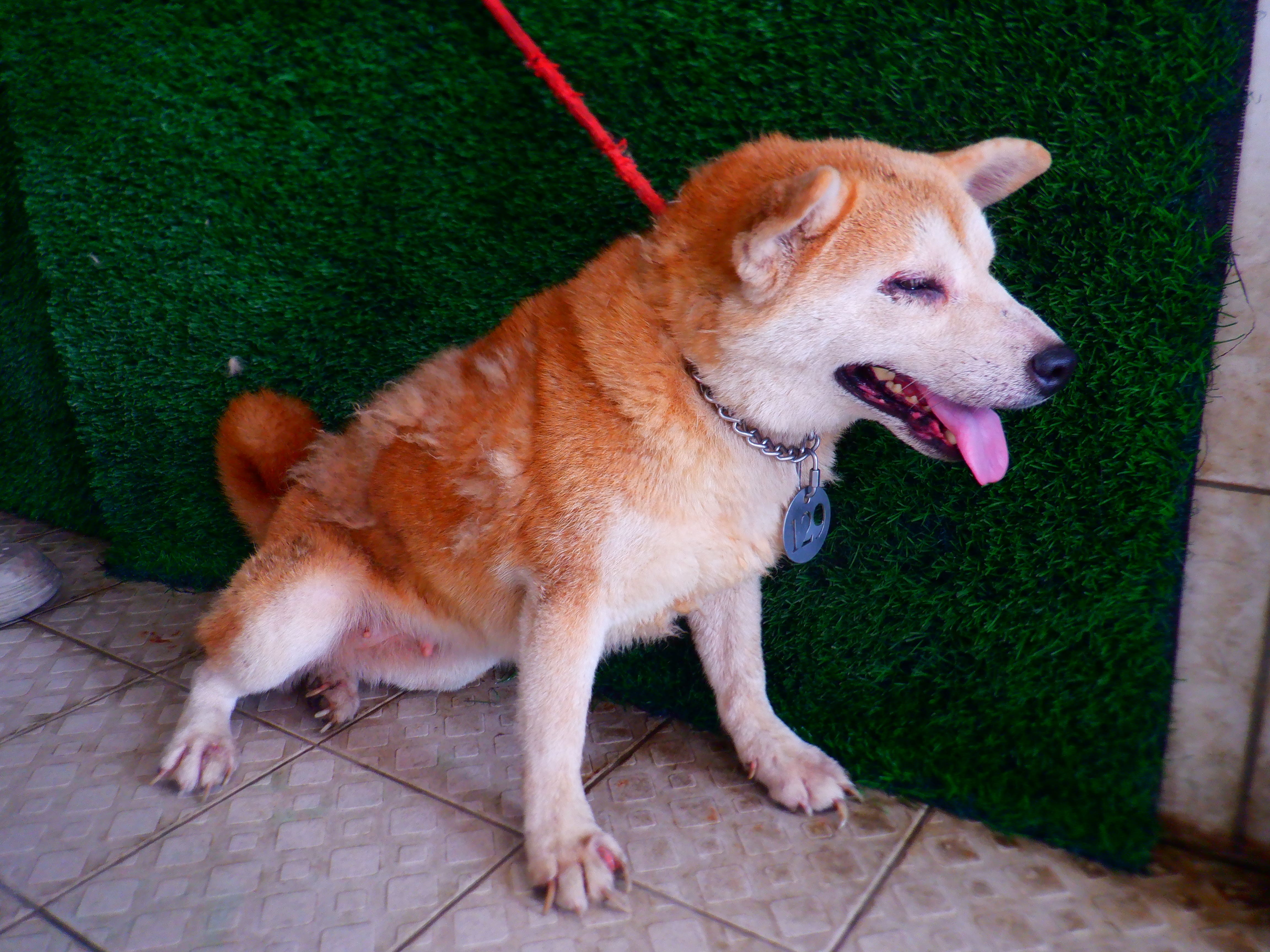 Shiba Inu (Cái, Trưởng thành, vàng), Vừa, số trại …8129. Cận cảnh khuôn mặt.