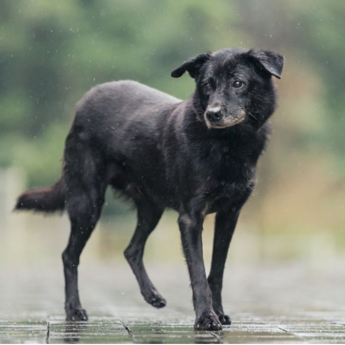 黑色成年公混種犬,中型, 收容編號 …3002. 臉部特寫。