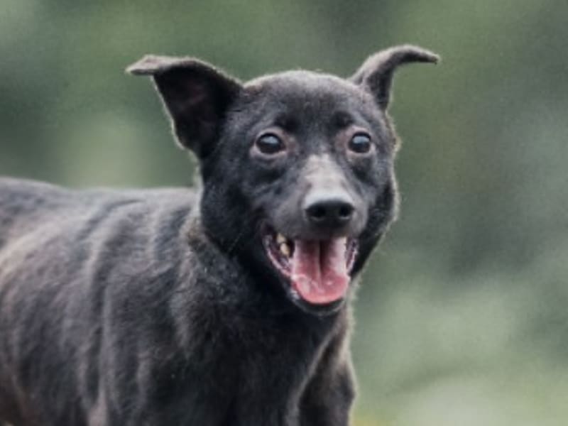 黑色成年母混种犬,中型, 收容编号 …2006. 脸部特写。