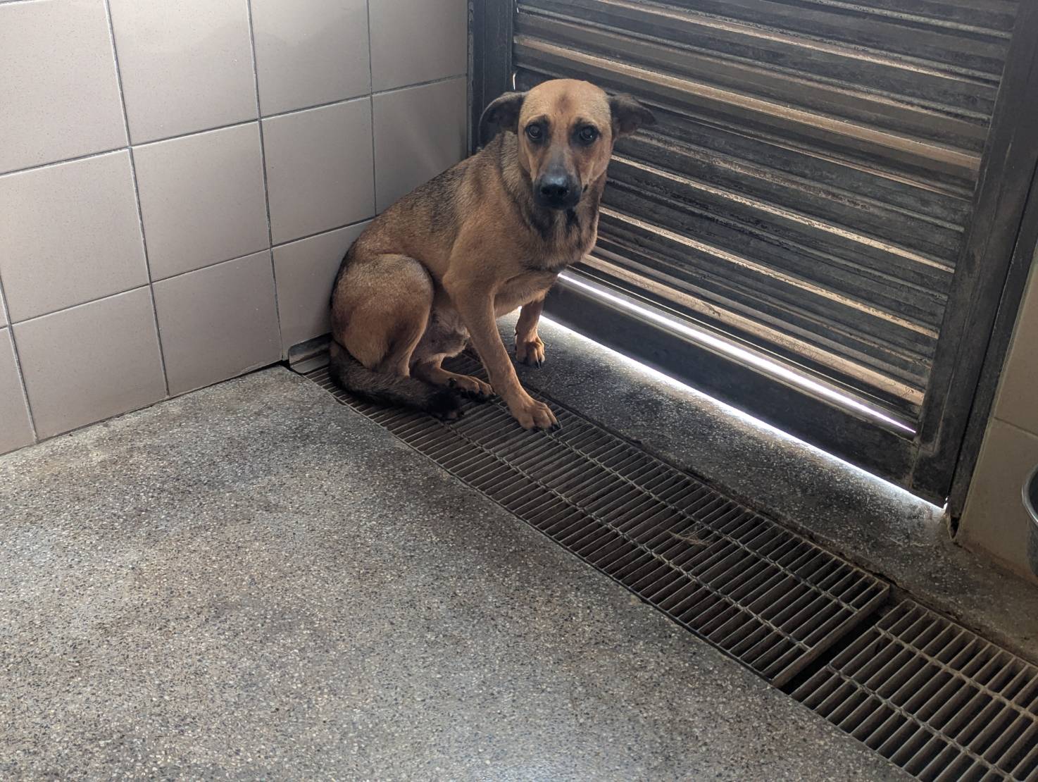 Tan adult female mixed-breed dog, Large, shelter no. …1520. Closer on the face.