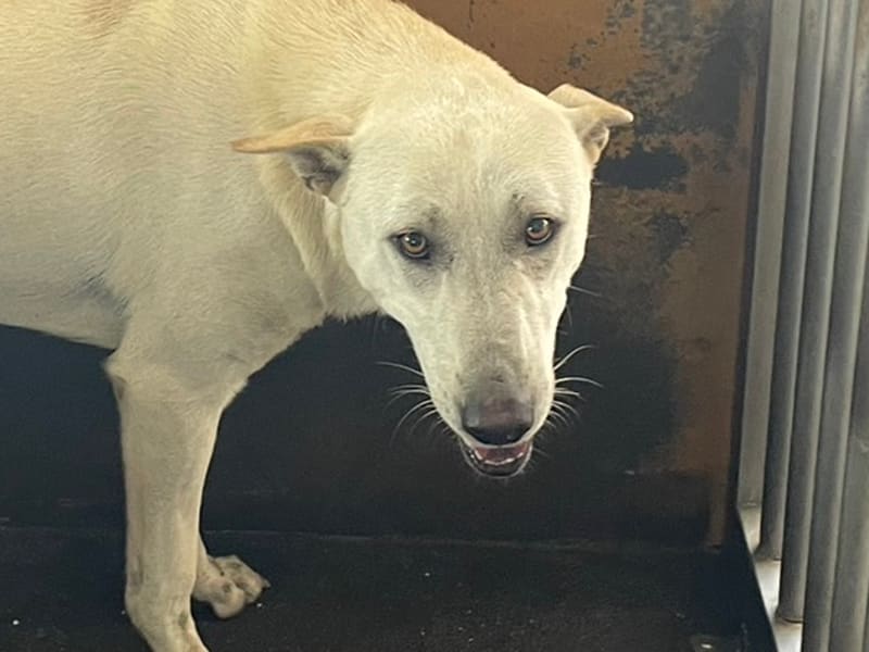 ミックス犬(オス・成犬・白)、大型, 施設番号 …8017. 顔のアップです。