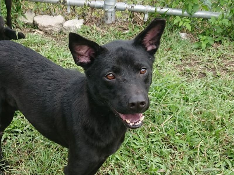 ミックス犬(オス・成犬・黒)、中型, 施設番号 …2911. 顔のアップです。
