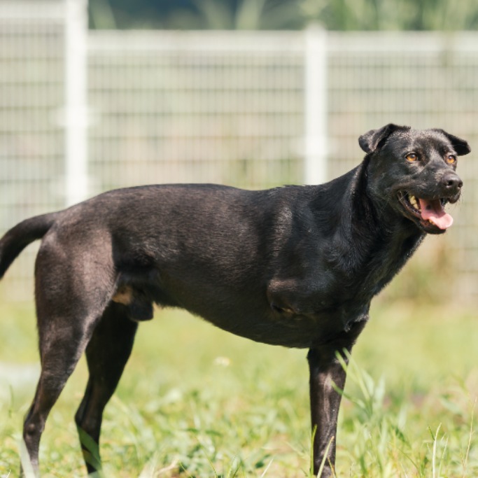 ミックス犬(オス・成犬・黒)、大型, 施設番号 …8002